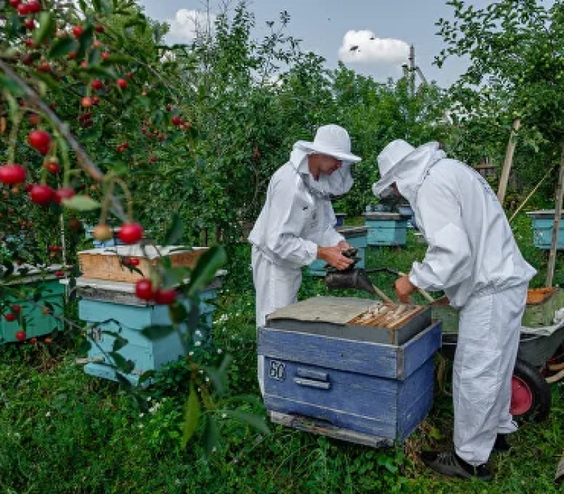 Экскурсии на пасеку - интернет-магазин Вековая Пасека Заглянем в улей