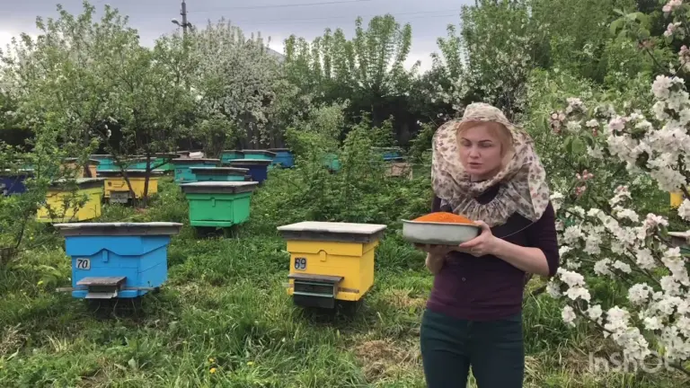 Пчелиная пыльца: полезные свойства, противопоказания и как принимать