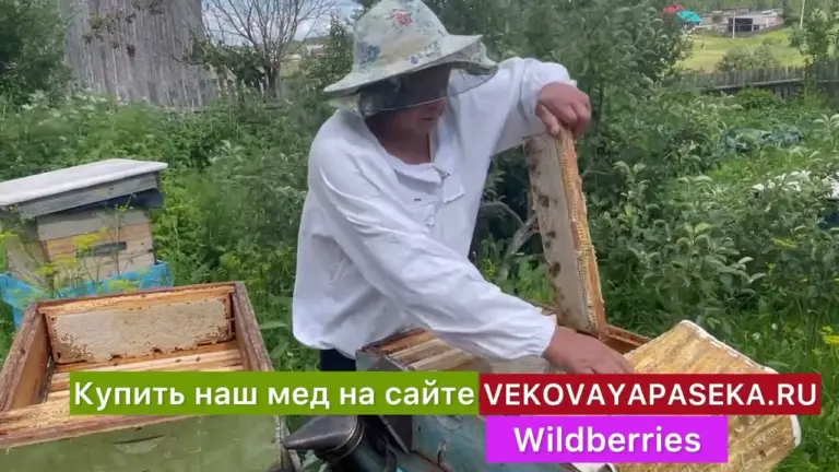 Гречишный мёд: польза, цвет и вкус
