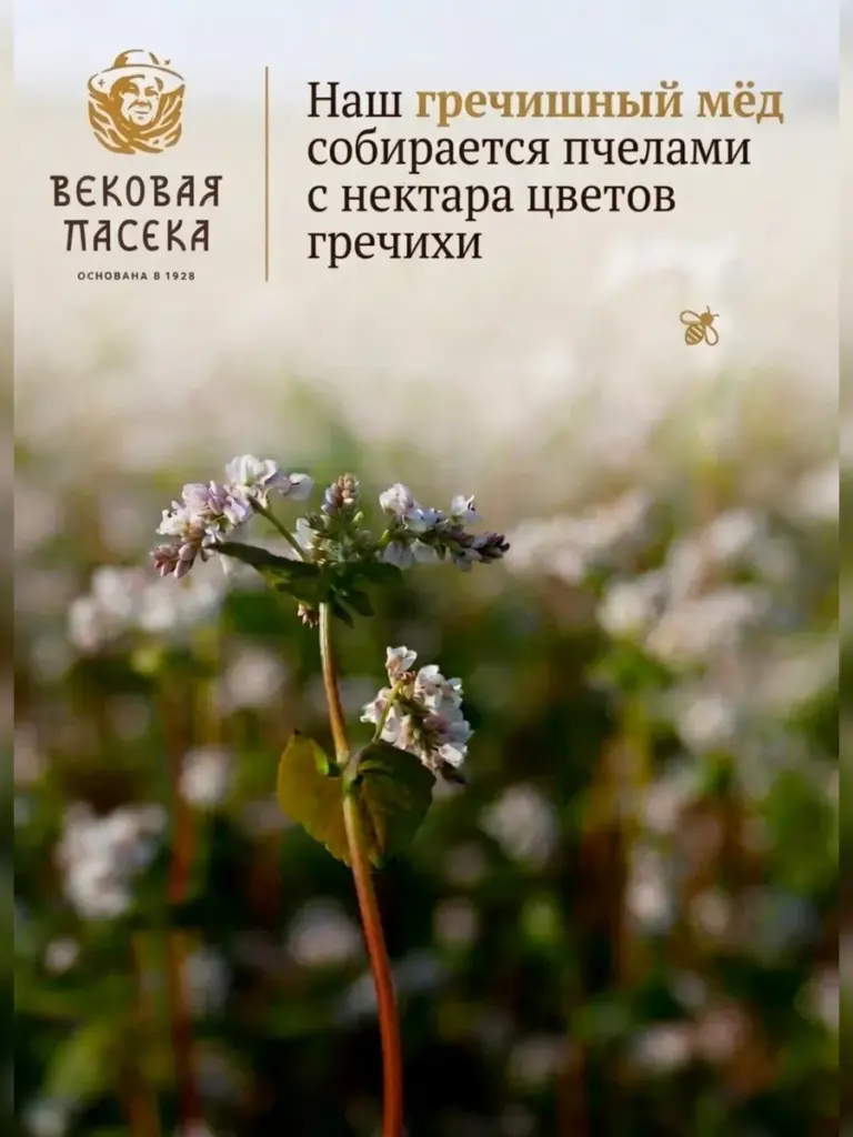 Гречишный мед Вековая пасека (В шкатулке из воска)