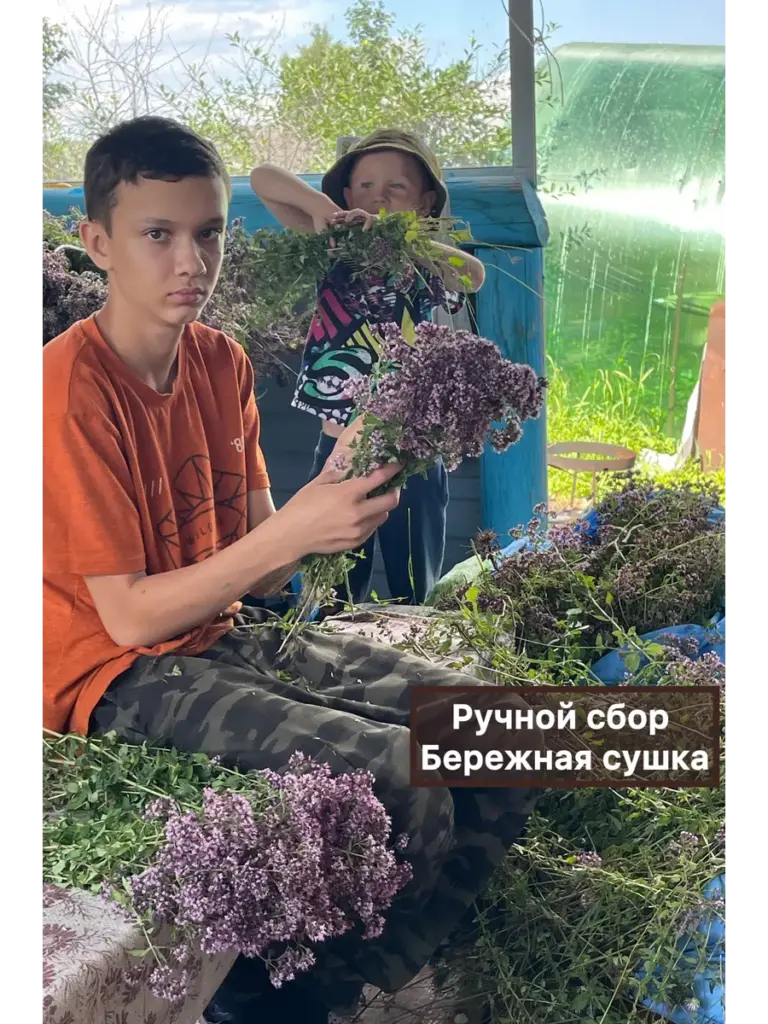 Уральские травы Душица Вековая пасека, пакет