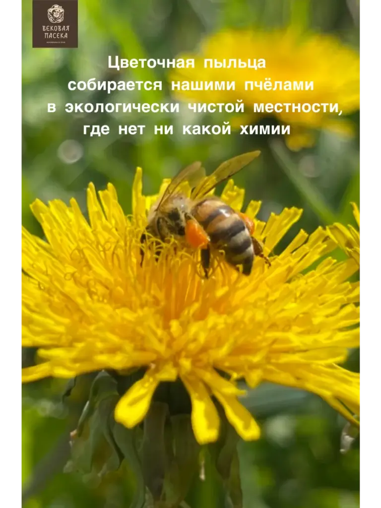 Цветочная пыльца Вековая пасека (В стеклянной банке, сбор 2025 г), черное стекло